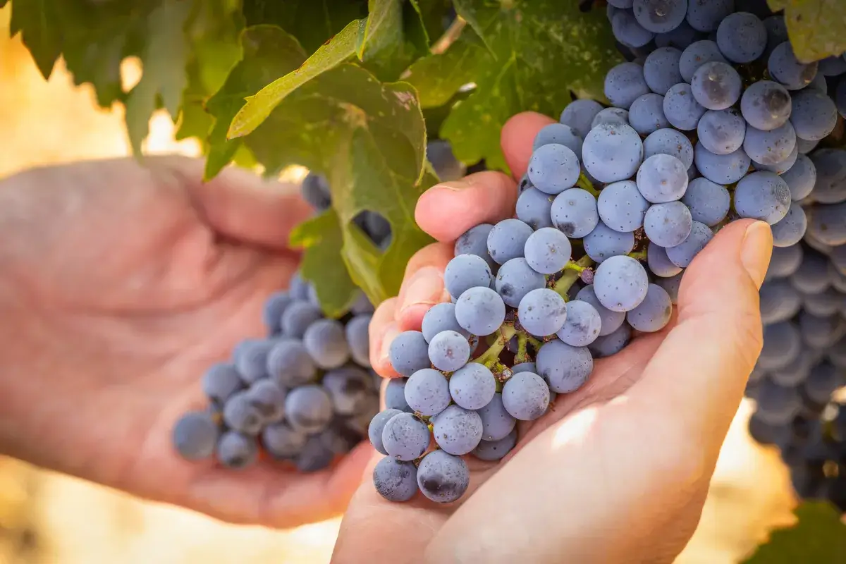 female-farmer-hands-holding