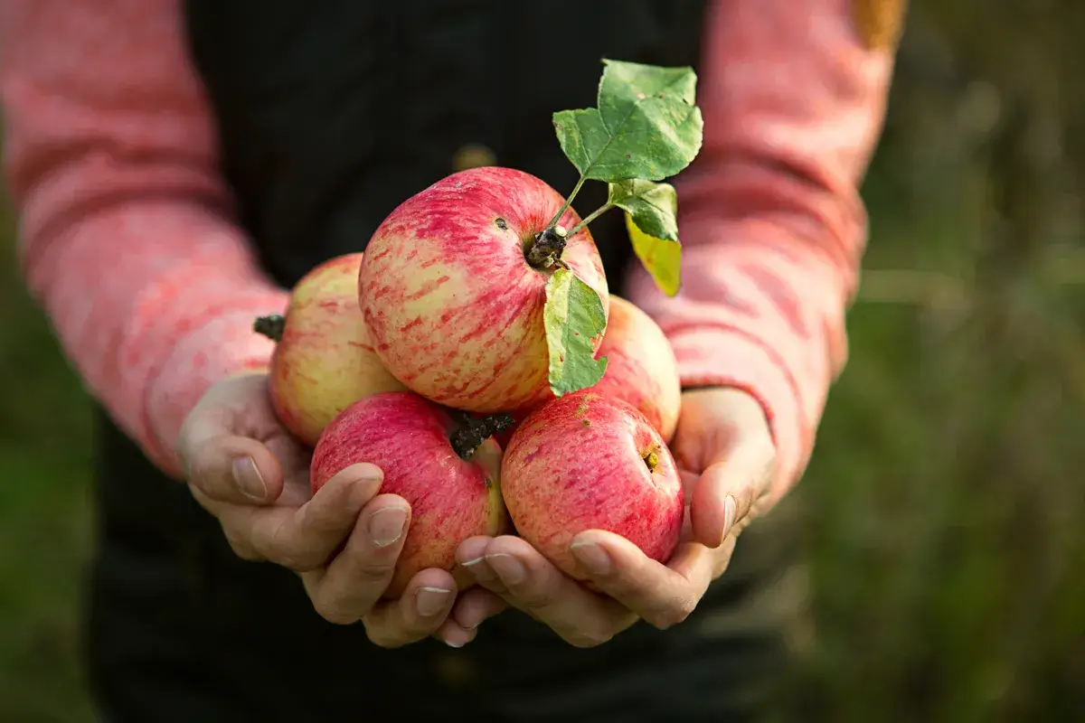 pink-with-stripes-fresh-apples