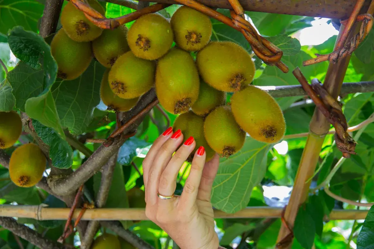 woman-s-hand-picking-kiwis