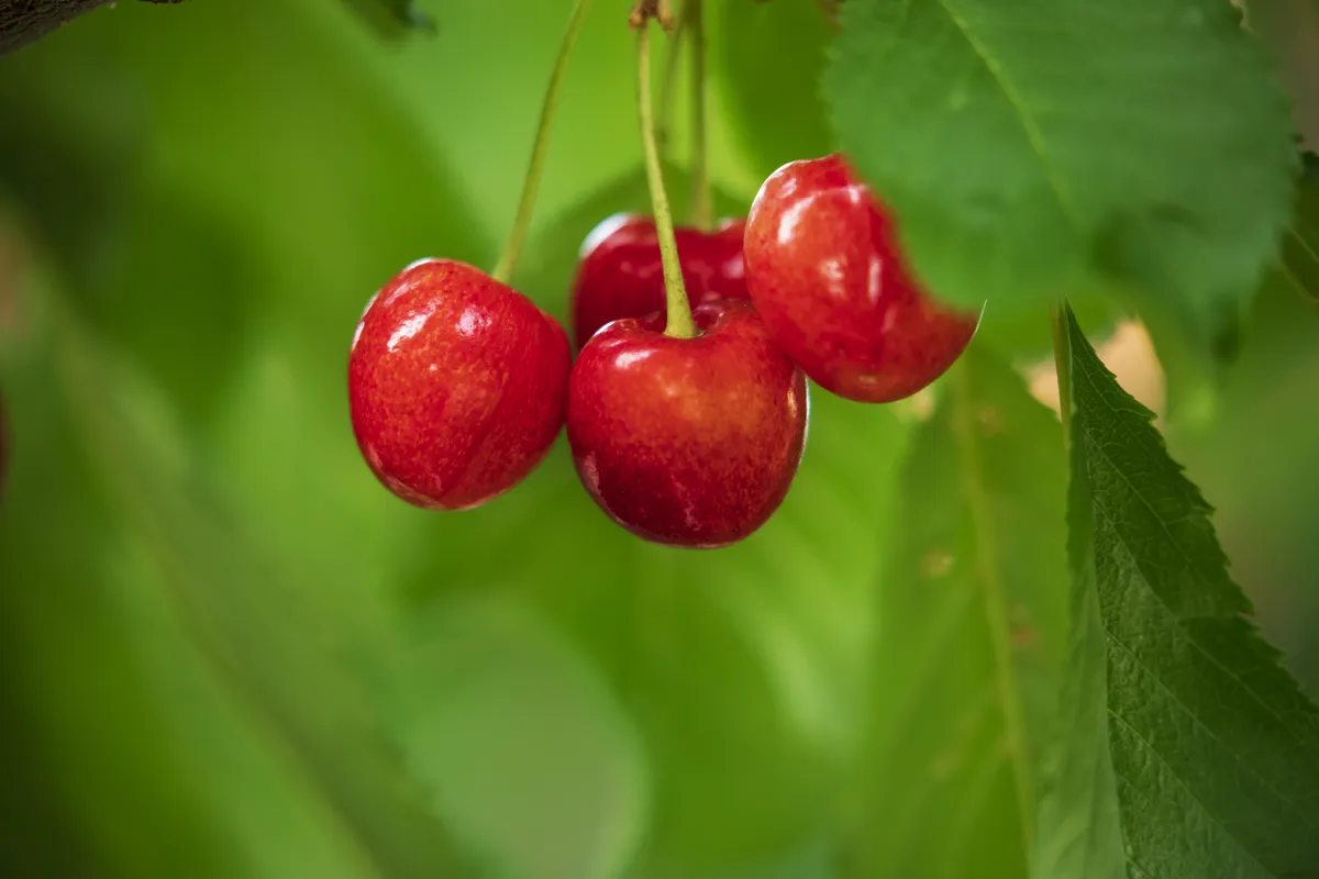 cherries