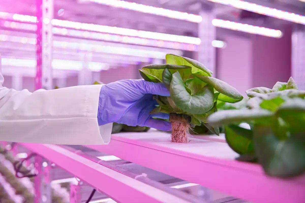 crop-scientist-with-lettuce-at-hydroponic