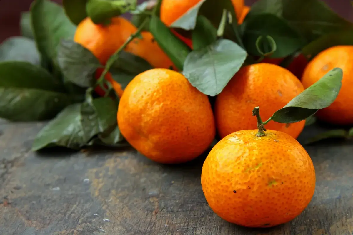 fresh-organic-tangerines-christmas