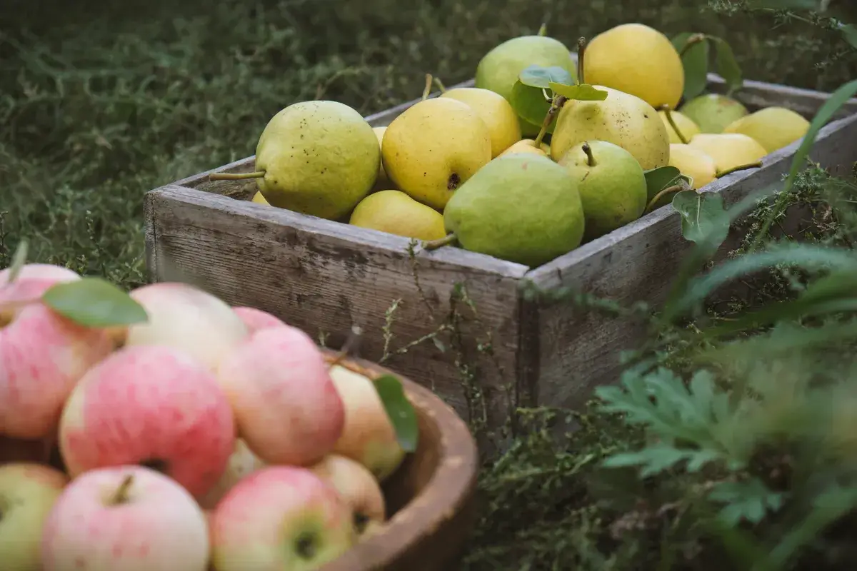 harvesting-pears-and-apples