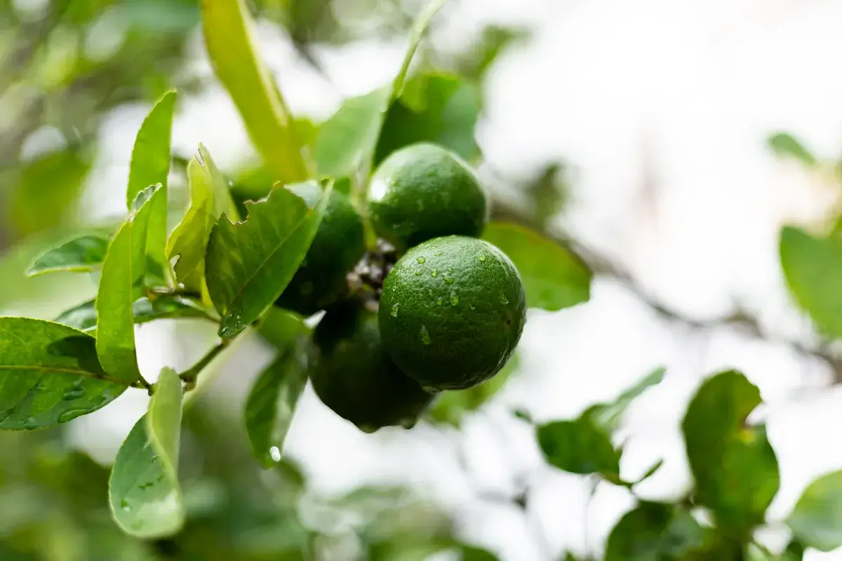 lime-bergamot-growing-on-tree