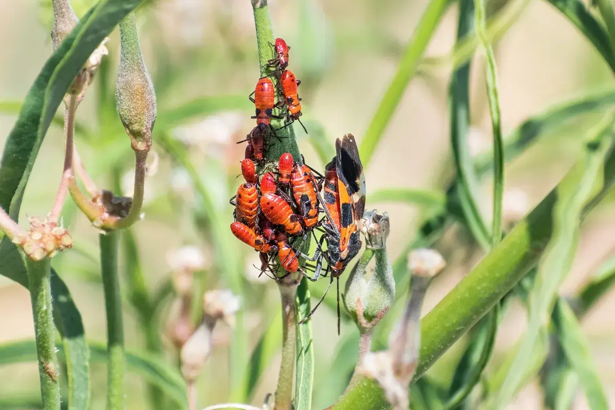 milkweed-bugs-adult-and-nymphs