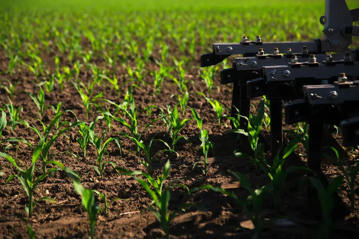 rows-of-young-corn-shoots