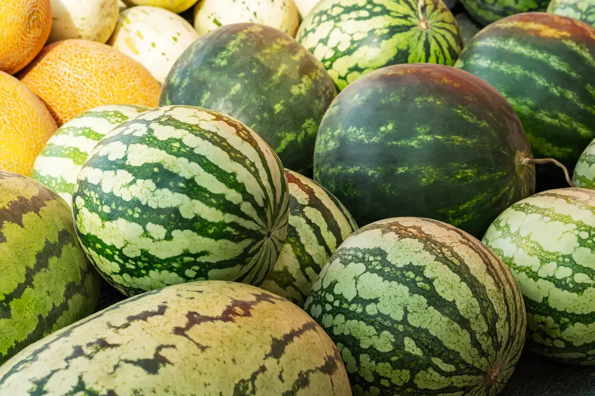 watermelon-melon-close-up-in-a-box